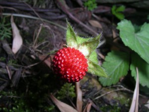 Manali red flora