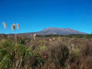 Ruapehu toitoi